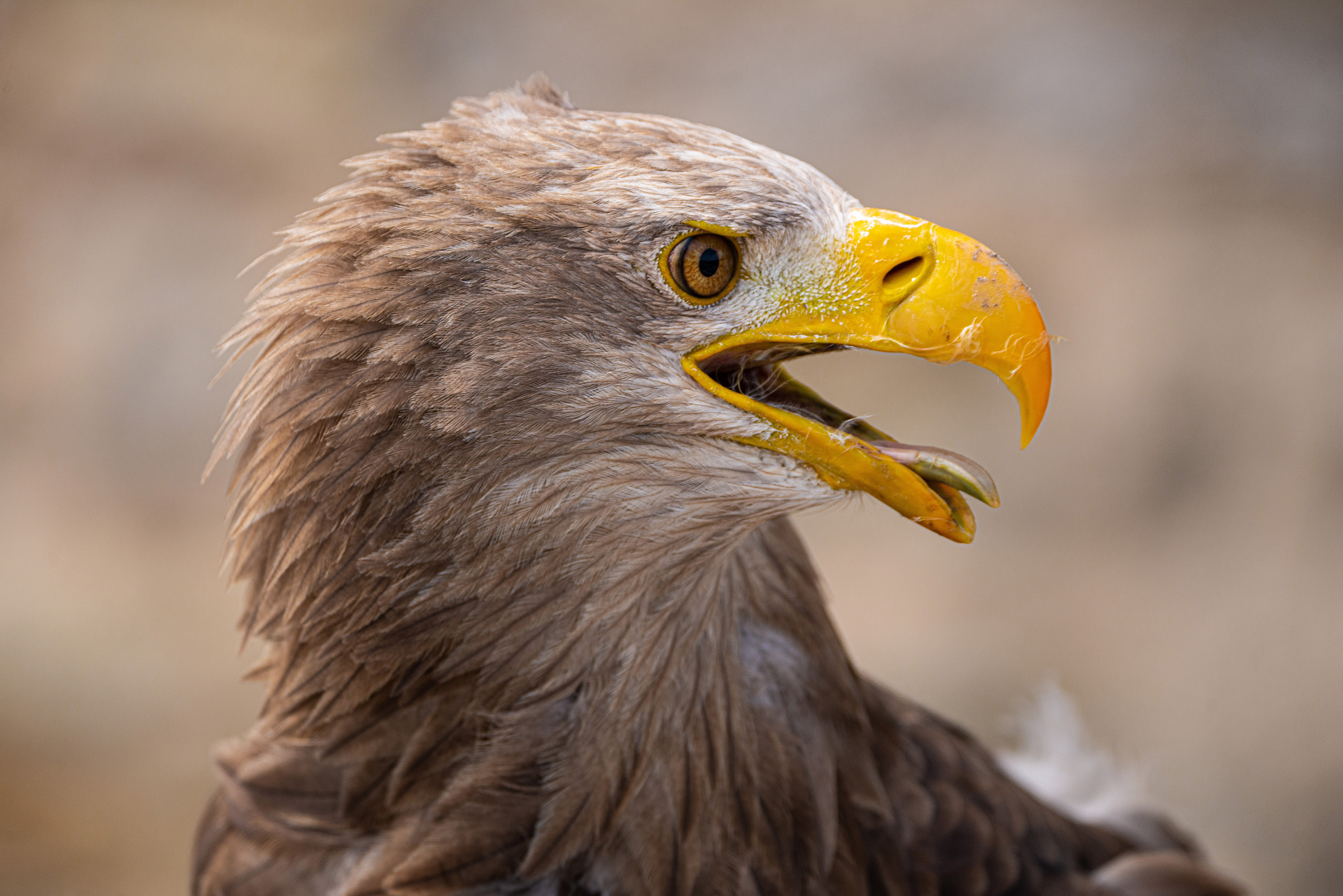 a photo of an eagle